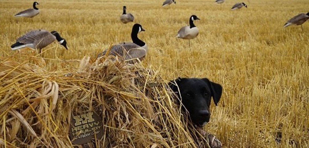 Hunting Lab